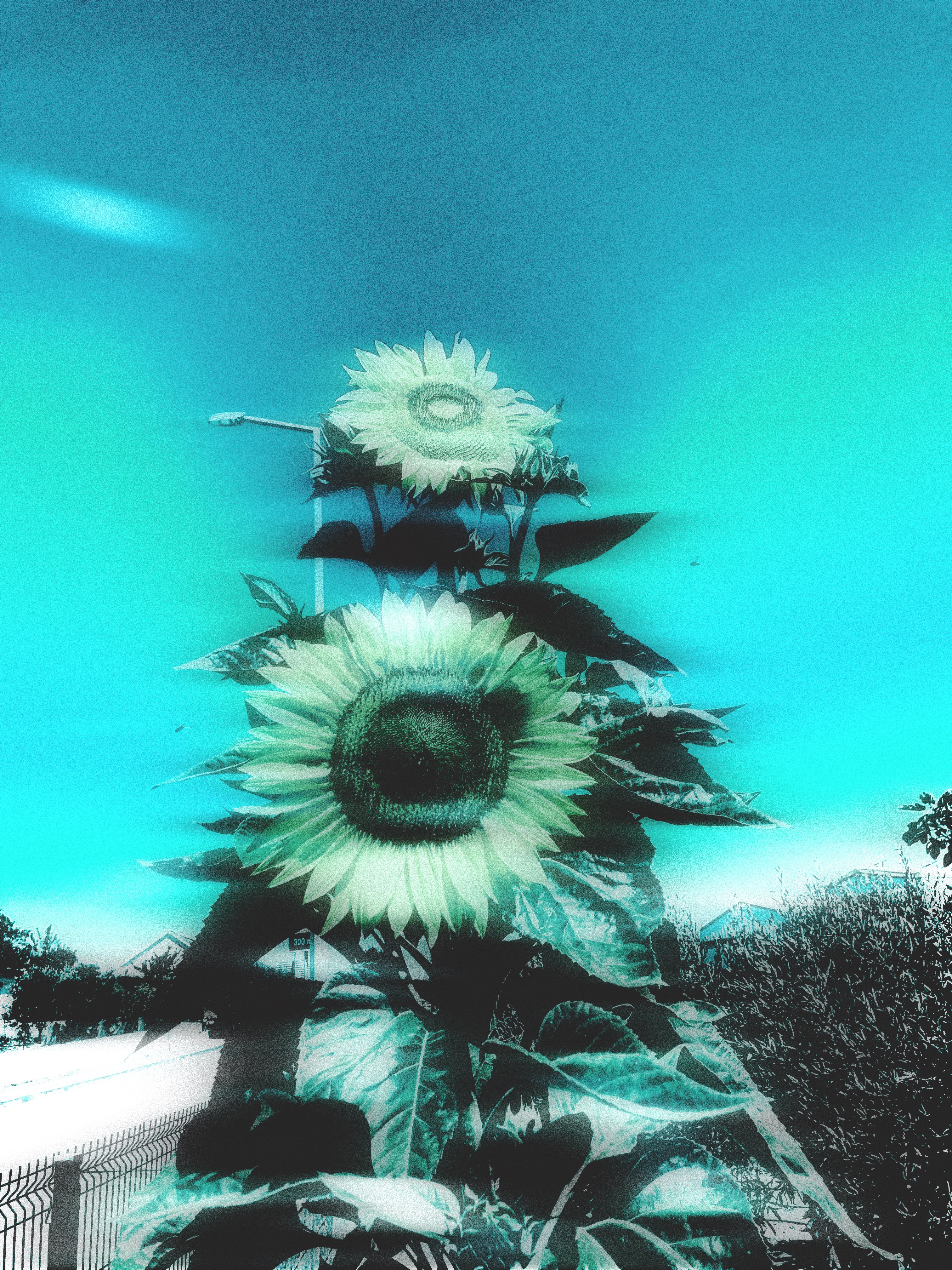 Dreams photo